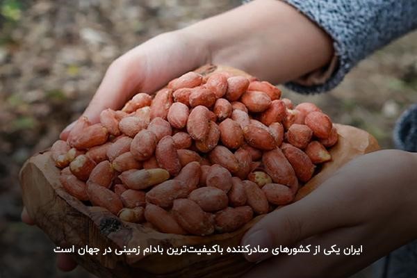 ایران؛ یکی از تولیدکنندگان با‌کیفیت‌ترین بادام زمینی