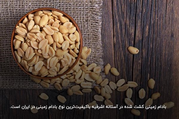 بادام زمینی آستانه اشرفیه؛ با‌کیفیت‌ترین نوع بادام در ایران