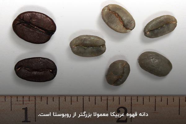 بررسی اندازه دانه‌ قهوه عربیکا و ربوستا