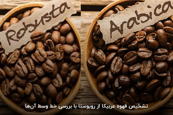بررسی خط وسط دانه‌ قهوه عربیکا و ربوستا