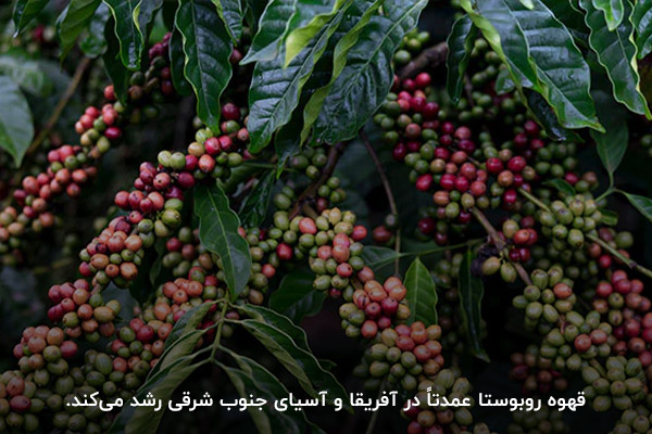 بررسی تفاوت در خاستگاه دانه قهوه عربیکا و روبوستا