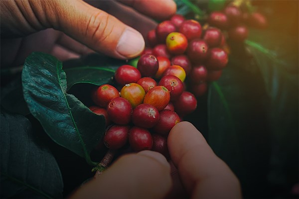 بررسی 7 مرحله اصلی فراوری قهوه در وب‌سایت فروش و خرید عمده قهوه ویترین مارکت