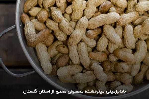 بادام‌زمینی مینودشت؛ انتخابی عالی برای آجیل و کره‌گیری