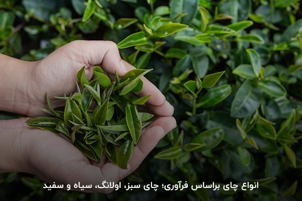 انواع چای؛ سیاه، سبز و اولانگ