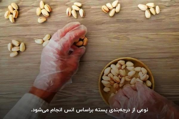 درجه‌بندی پسته براساس انس