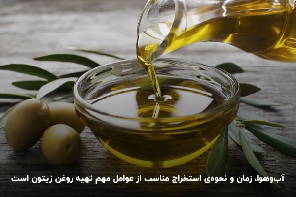 نوع زیتون؛ مهم‌ترین عامل در میزان روغن‌دهی