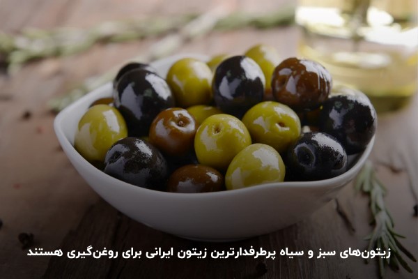 زیتون ایرانی سبز و سیاه؛ مناسب برای تهیه روغن زیتون خالص