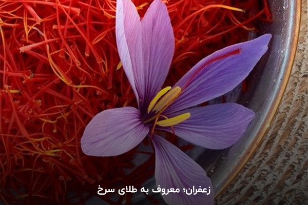 زعفران؛ طلای سرخ