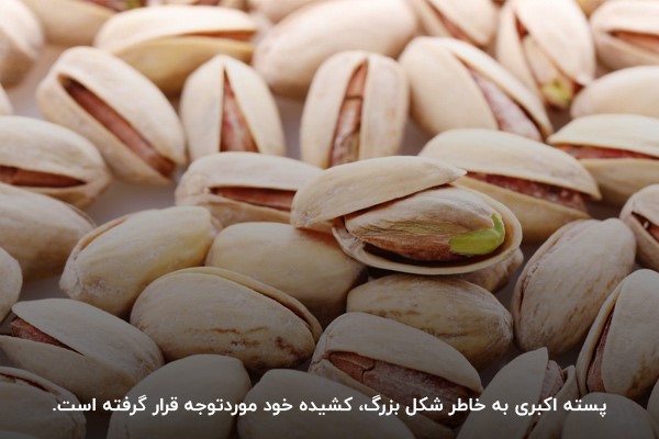 پسته اکبری؛ پسته‌ای گران قیمت و صادراتی